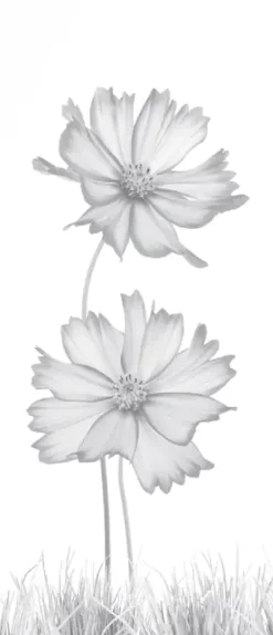 Ambiente Glaszaun Dekor 93 51,5 x 120 cm gehärtetes 8 mm Glas