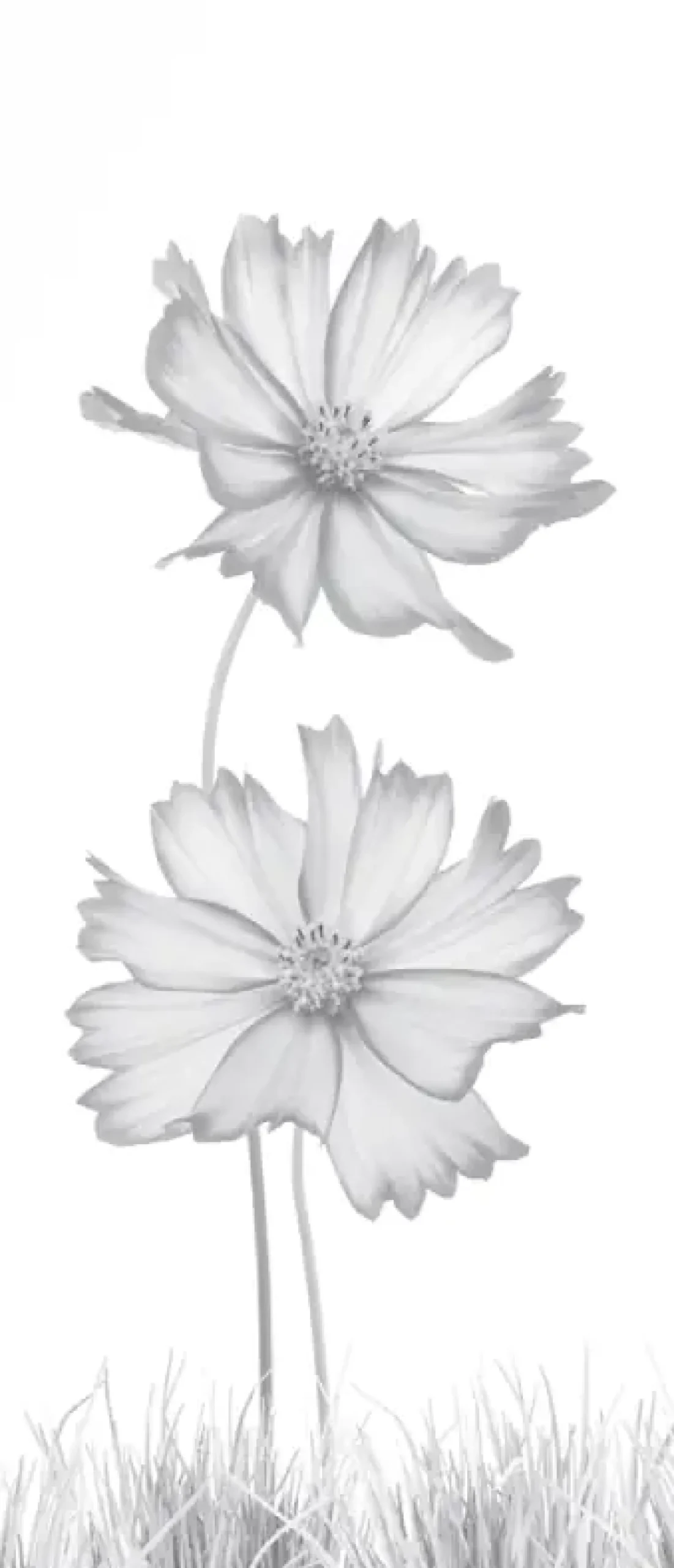 Ambiente Glaszaun Dekor 93 51,5 x 120 cm gehärtetes 8 mm Glas