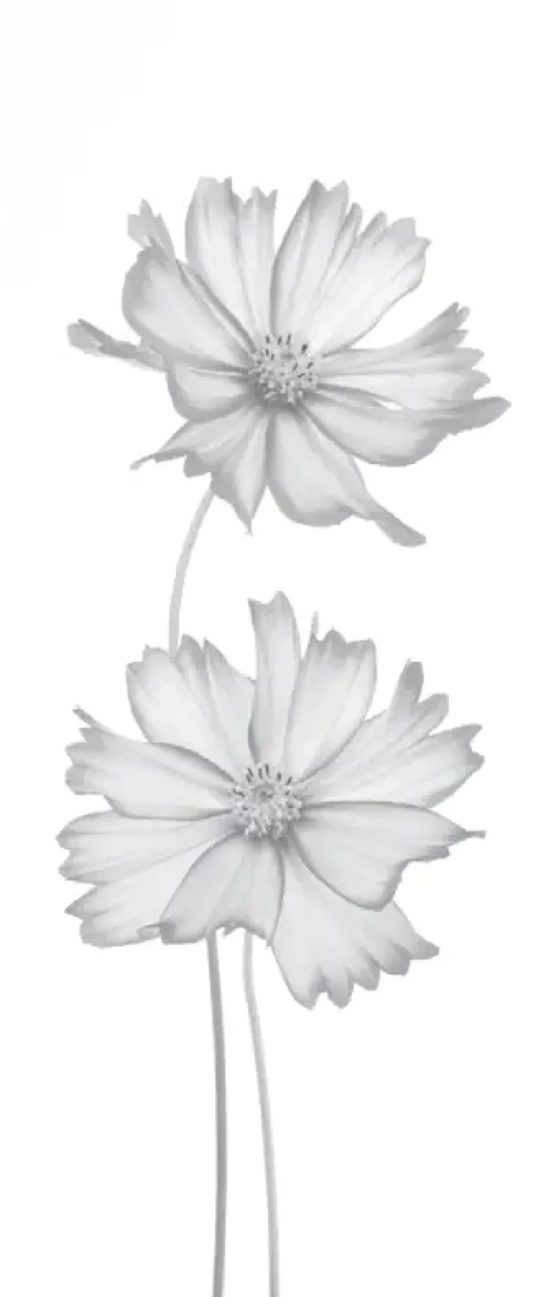Ambiente Glaszaun Dekor 93 51,5 x 120 cm gehärtetes 8 mm Glas