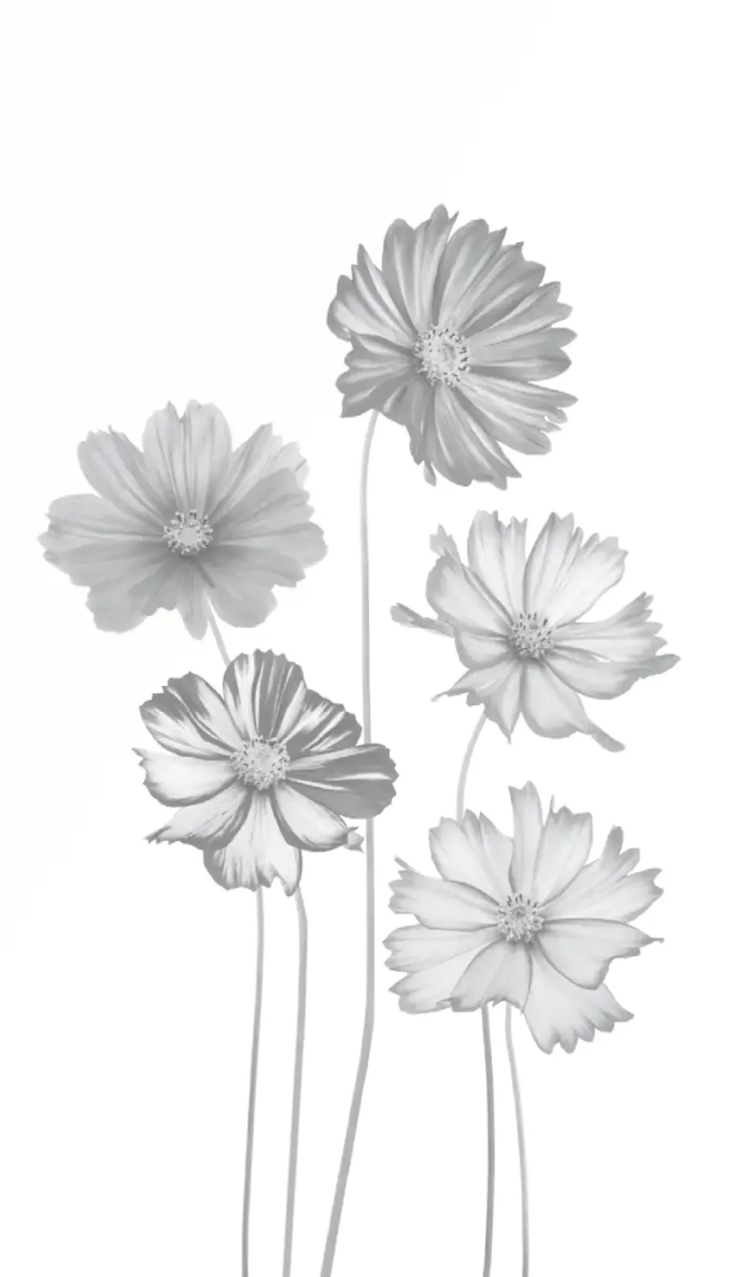 Ambiente Glaszaun Dekor 93 103 x 180 cm gehärtetes 8 mm Glas