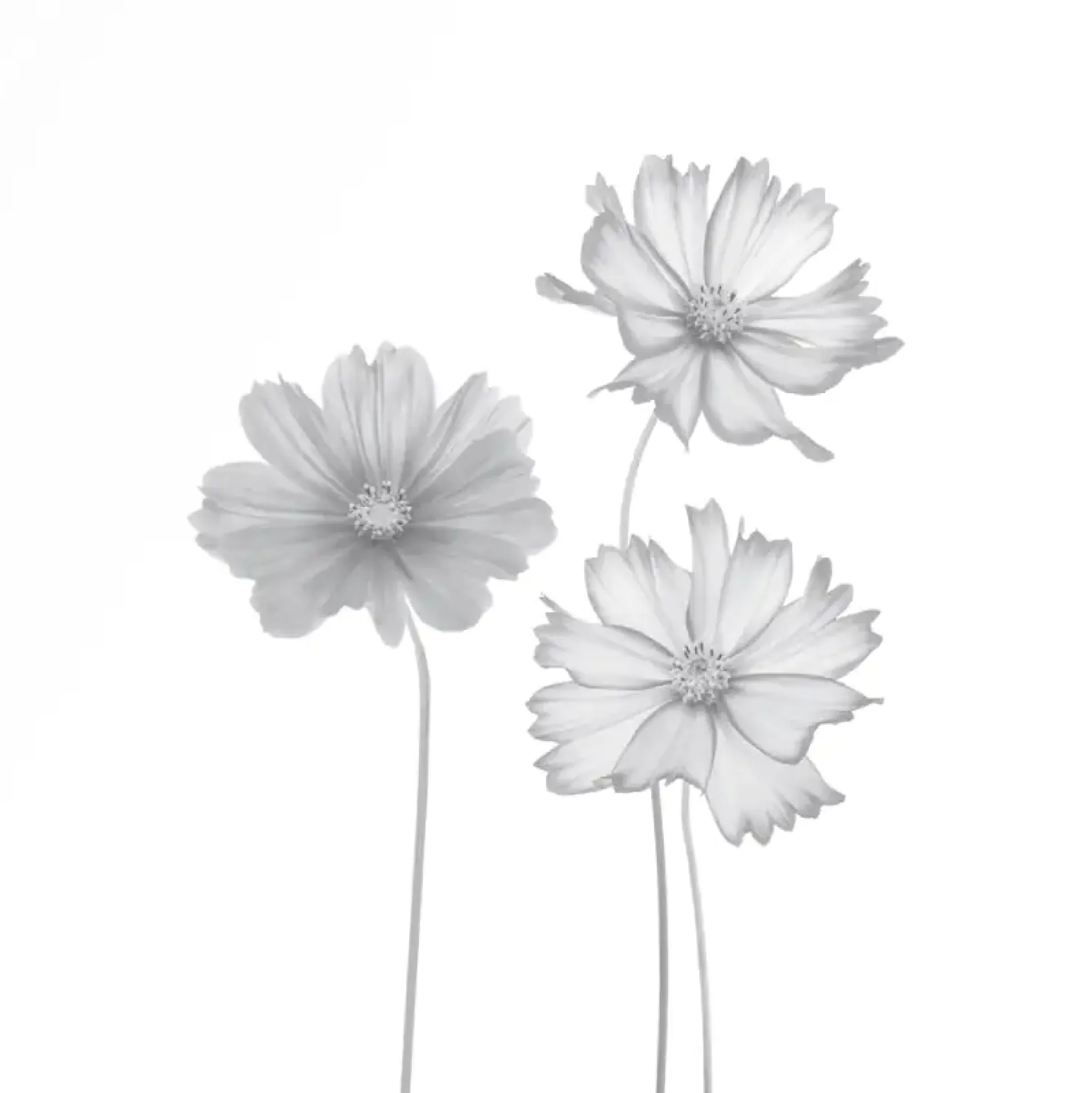 Ambiente Glaszaun Dekor 93 120 x 120 cm gehärtetes 8 mm Glas