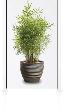 Ambiente Glaszaun Grundset Klarglas 187 x 107,2 cm weiß