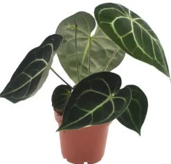 Anthurium Crystallinum H 30 cm, 12 cm Topf
