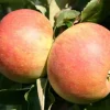 Apfelbaum Alkmene 7,5 L Container