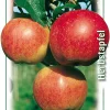 Apfelbaum Gala 7,5 L Container