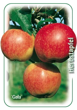 Apfelbaum Gala 7,5 L Container