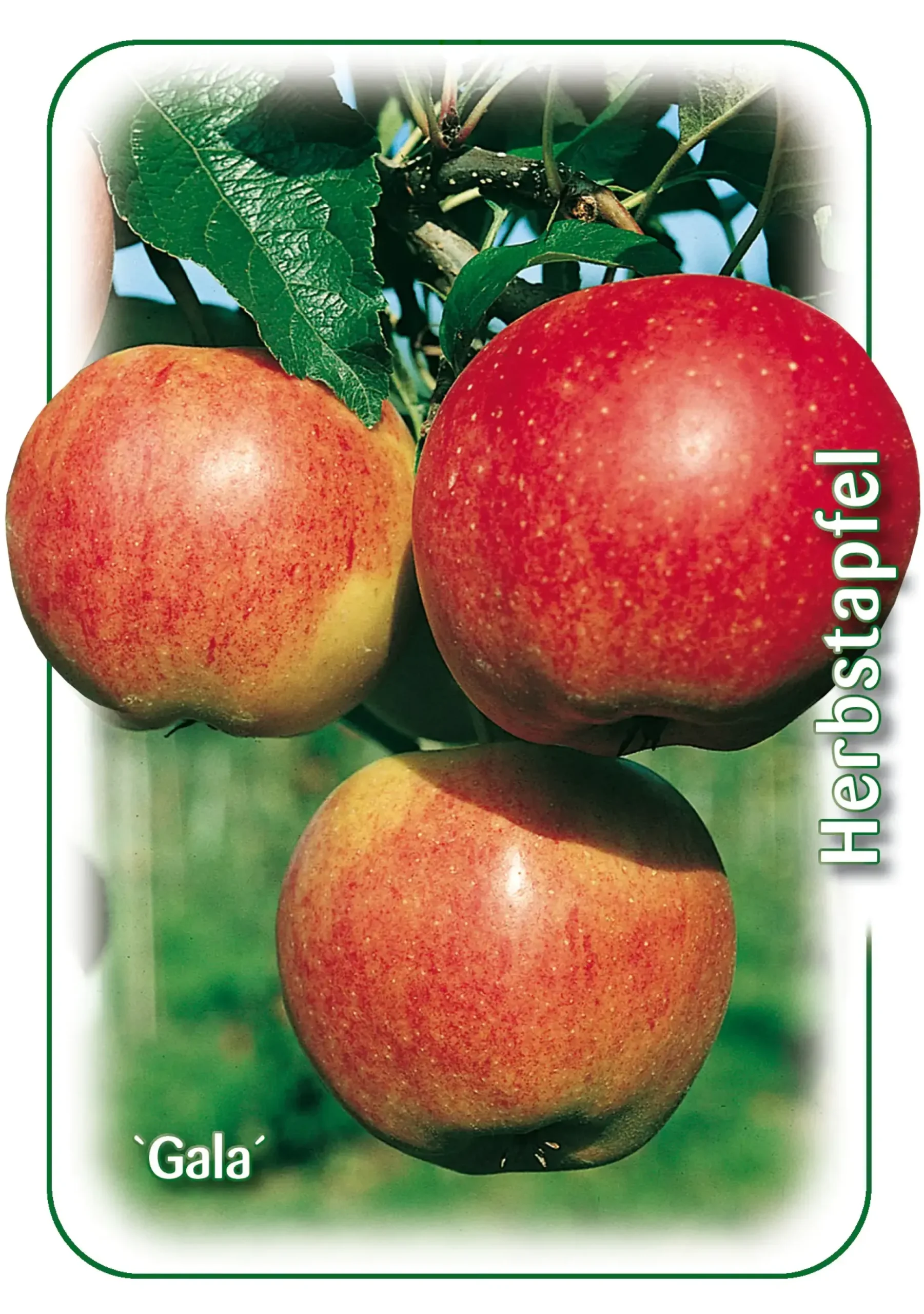 Apfelbaum Gala 7,5 L Container