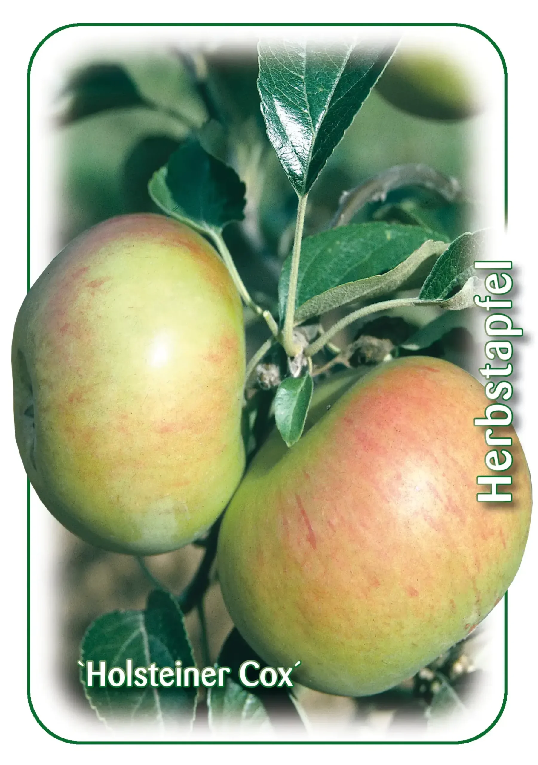 Apfelbaum Holsteiner Cox 7,5 L Container