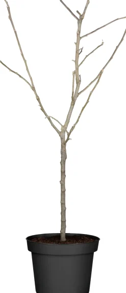 Apfelbaum in Sorten 10 L Container