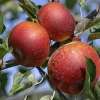 Apfelbaum Ingrid Marie 7,5 L Container