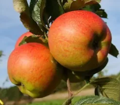 Apfelbaum Roter Berlepsch 7,5 L Container