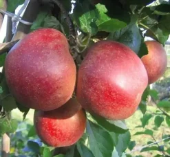 Apfelbaum Roter Boskoop 7,5 L Container