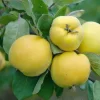 Apfelquittenbaum 7,5 L Container