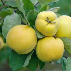 Apfelquittenbaum 7,5 L Container