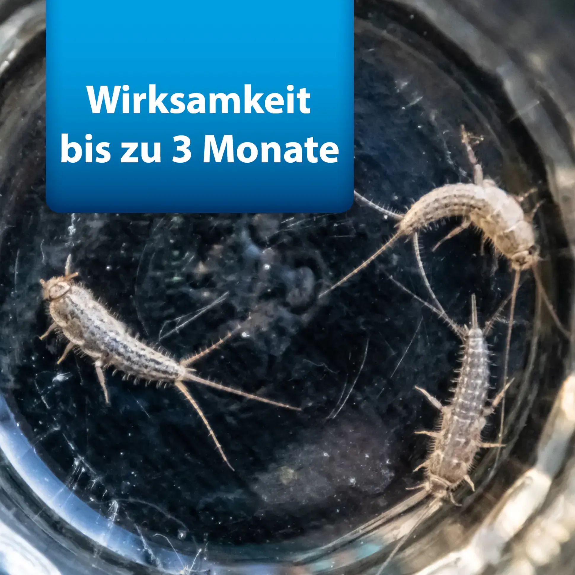 Ardap Pro Silberfischchenköderdose 4 Stück