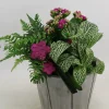Arrangement für Innen im 14 cm Holztopf grau