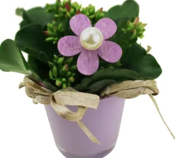 Arrangement für Innen Mini Mix im 7 cm Glastopf