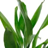 Aspidistra Elatior Schusterpalme 40-60 cm 17 cm Topf