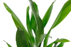 Aspidistra Elatior Schusterpalme 40-60 cm 17 cm Topf
