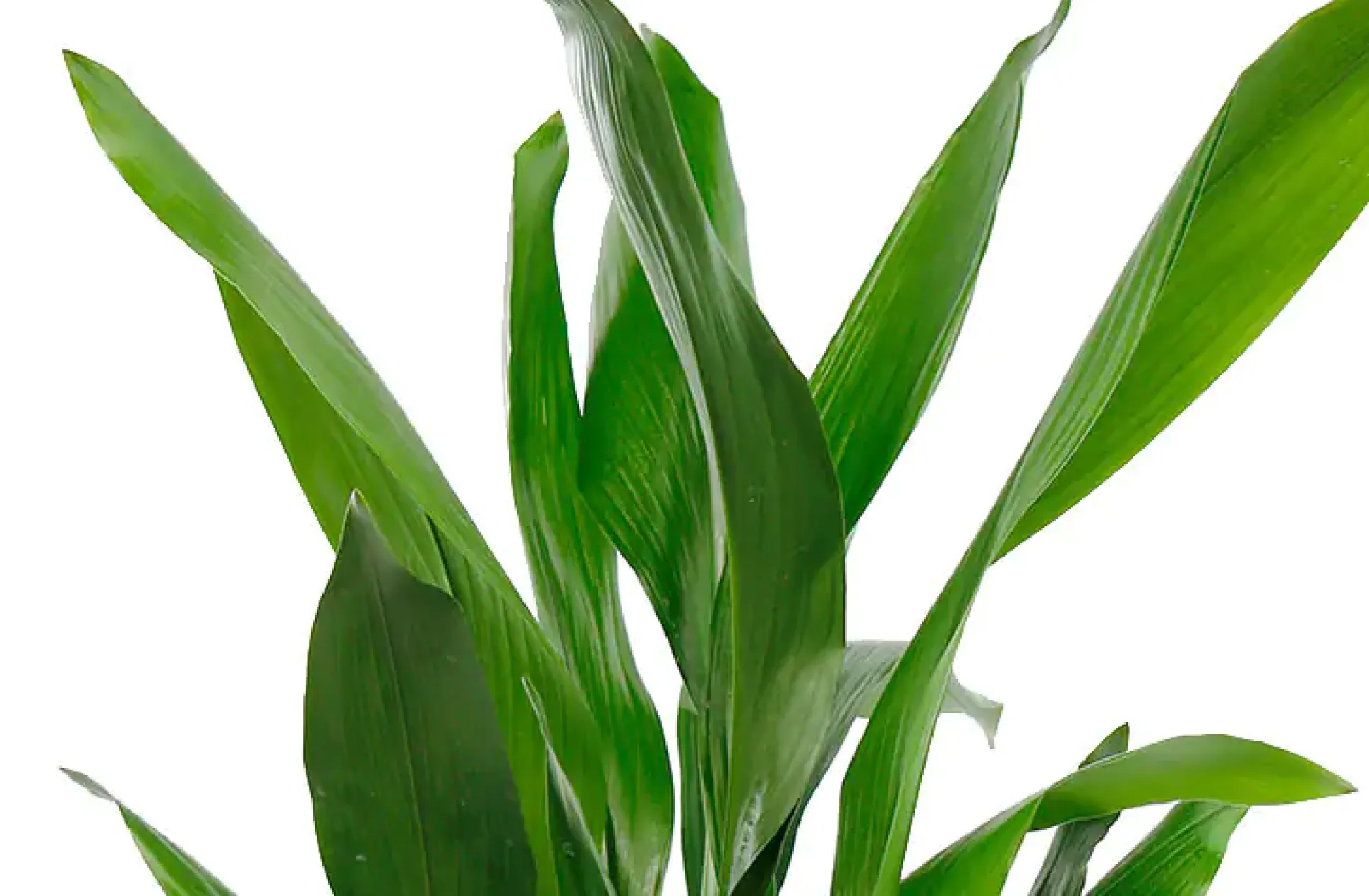 Aspidistra Elatior Schusterpalme 40-60 cm 17 cm Topf