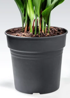 Aspidistra Elatior Schusterpalme 40-60 cm 17 cm Topf