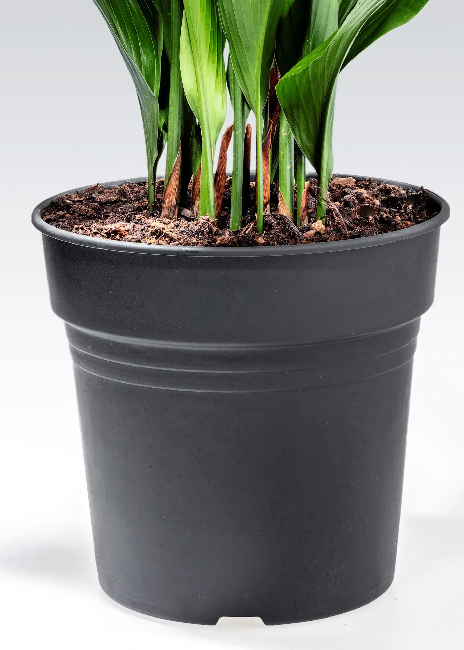Aspidistra Elatior Schusterpalme 40-60 cm 17 cm Topf