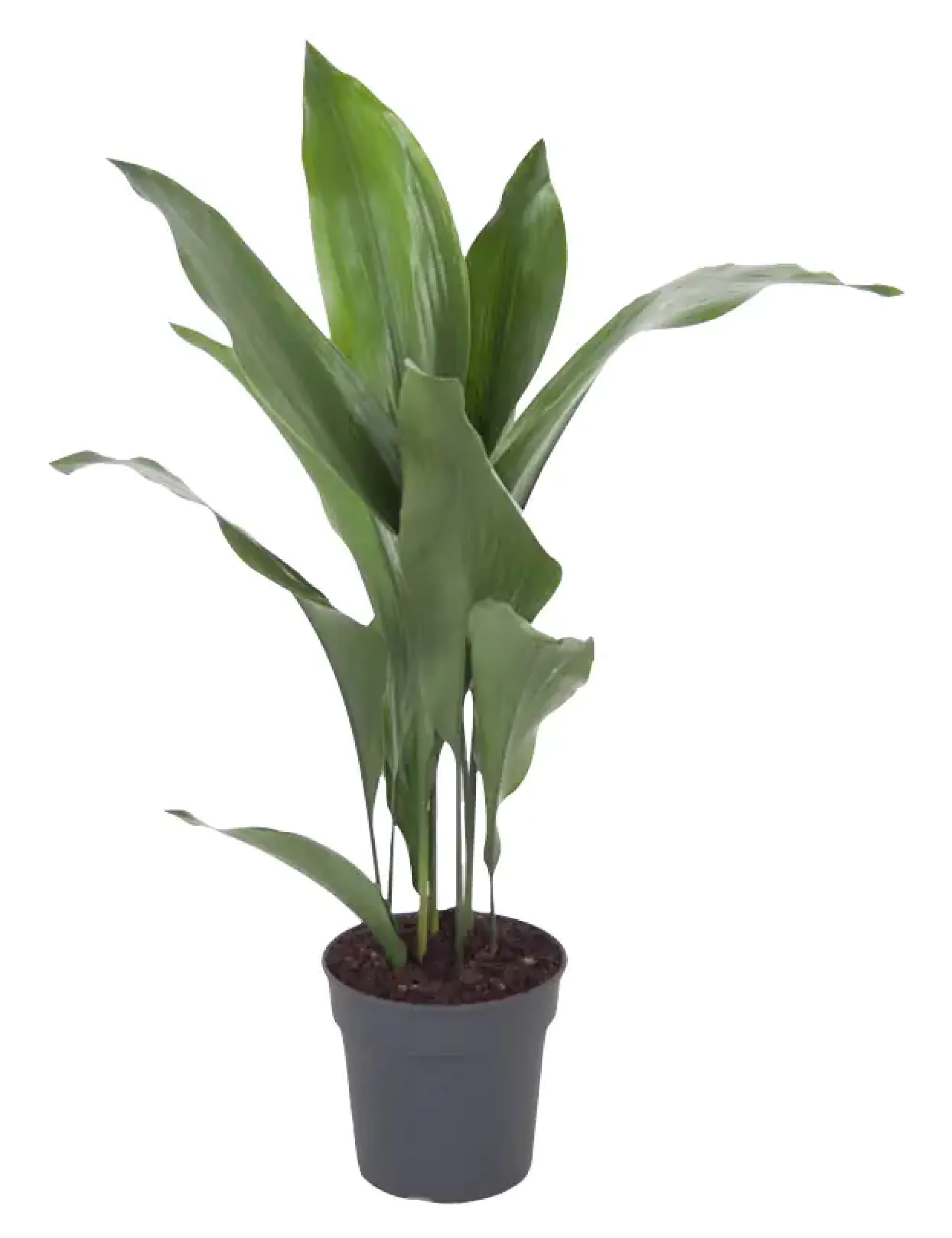 Aspidistra Elatior Schusterpalme 40-60 cm 17 cm Topf