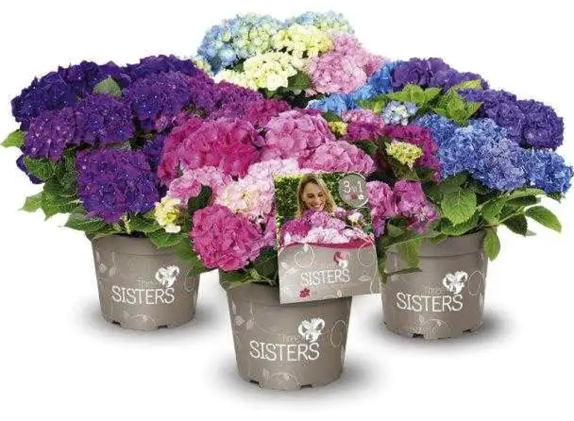 Bauernhortensie Three Sisters 6 l Container