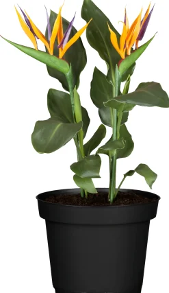 Baum-Strelitzie Strelitzia Reginae H ca. 35 cm 13 cm Topf