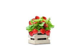Baza Seeds Garden Box riesige Erdbeere