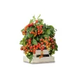 Baza Seeds Garden Box Strauchtomate Heartbreakers Vita F1