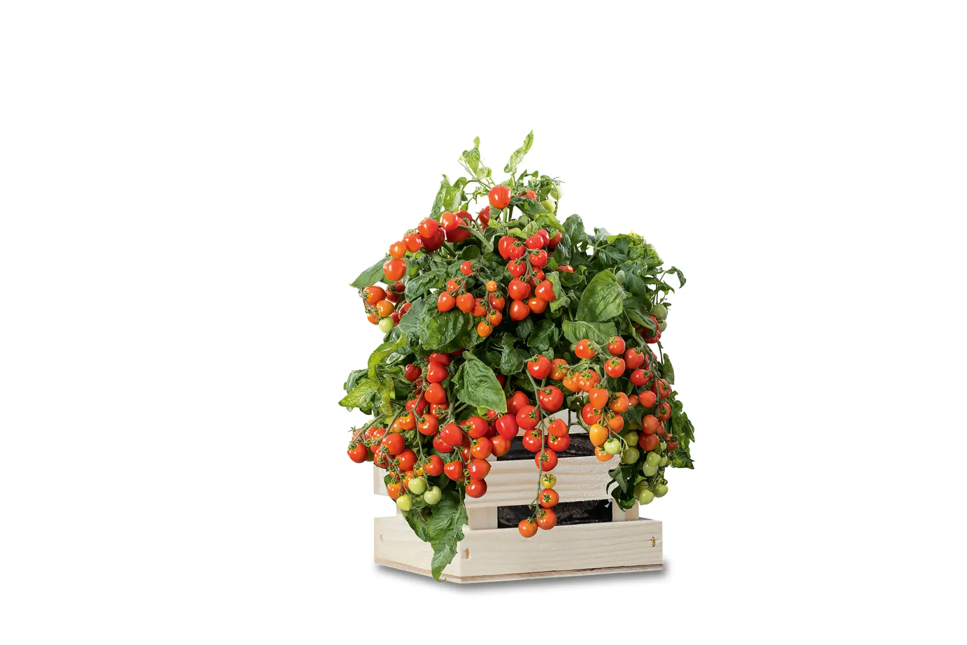 Baza Seeds Garden Box Strauchtomate Heartbreakers Vita F1