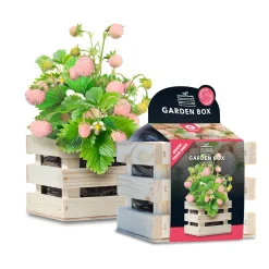 Baza Seeds Garden Box Walderdbeeren weiß