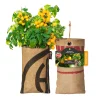 Baza Seeds hängender Garten Strauchtomate Tumbling Tom Yellow