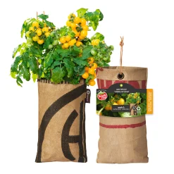 Baza Seeds hängender Garten Strauchtomate Tumbling Tom Yellow