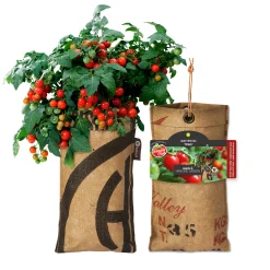 Baza Seeds hängender Garten Strauchtomate Minibel