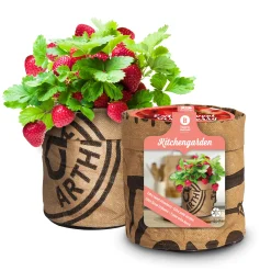 Baza Seeds Küchengarten extra süße Erdbeere