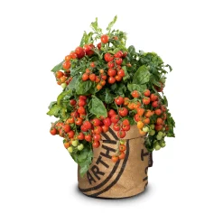 Baza Seeds Kitchengarden Strauchtomate Heartbreakers Vita F1