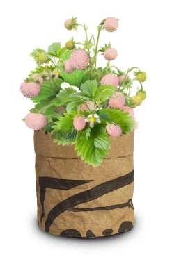 Baza Seeds Kitchengarden Walderdbeere weiß