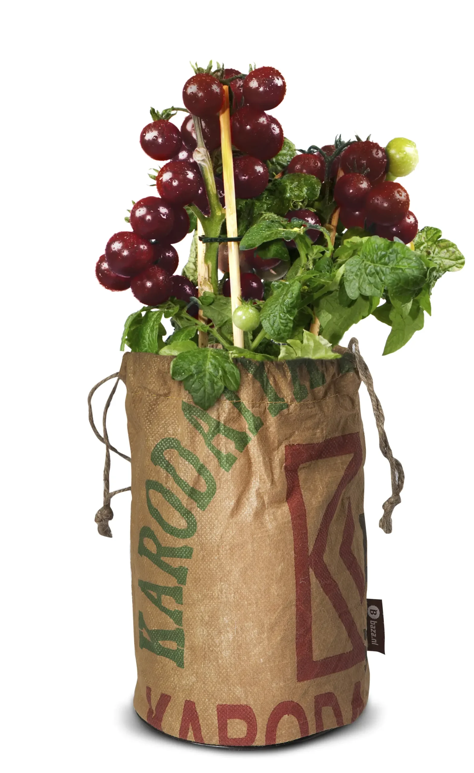 Baza Seeds Tomato Club Bio Tomate Black Cherry