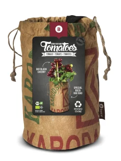 Baza Seeds Tomato Club Bio Tomate Black Cherry