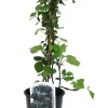 Beerenobst Brombeere 3 L Container