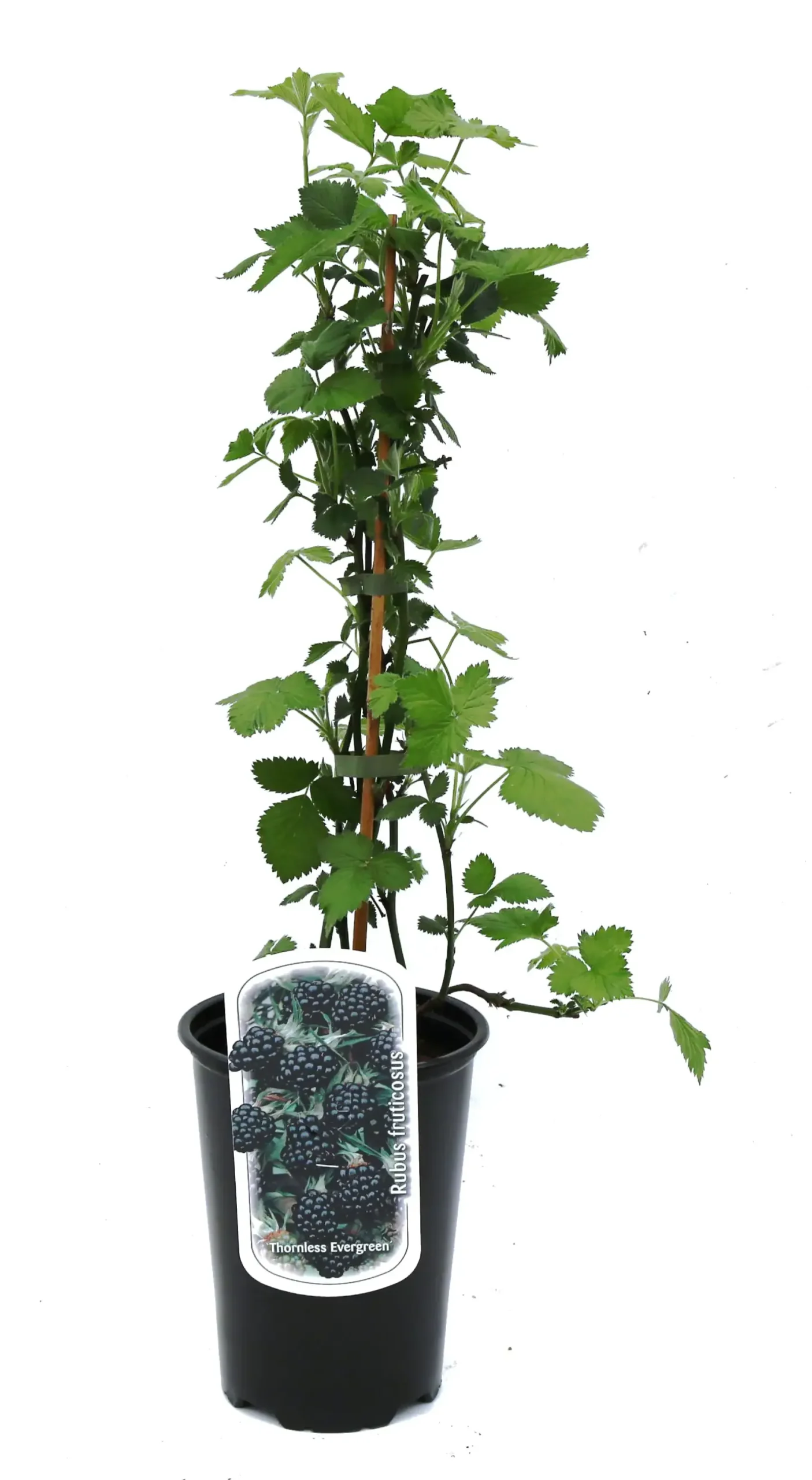 Beerenobst Brombeere 3 L Container