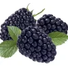 Beerenobst Brombeere 3 Liter Container