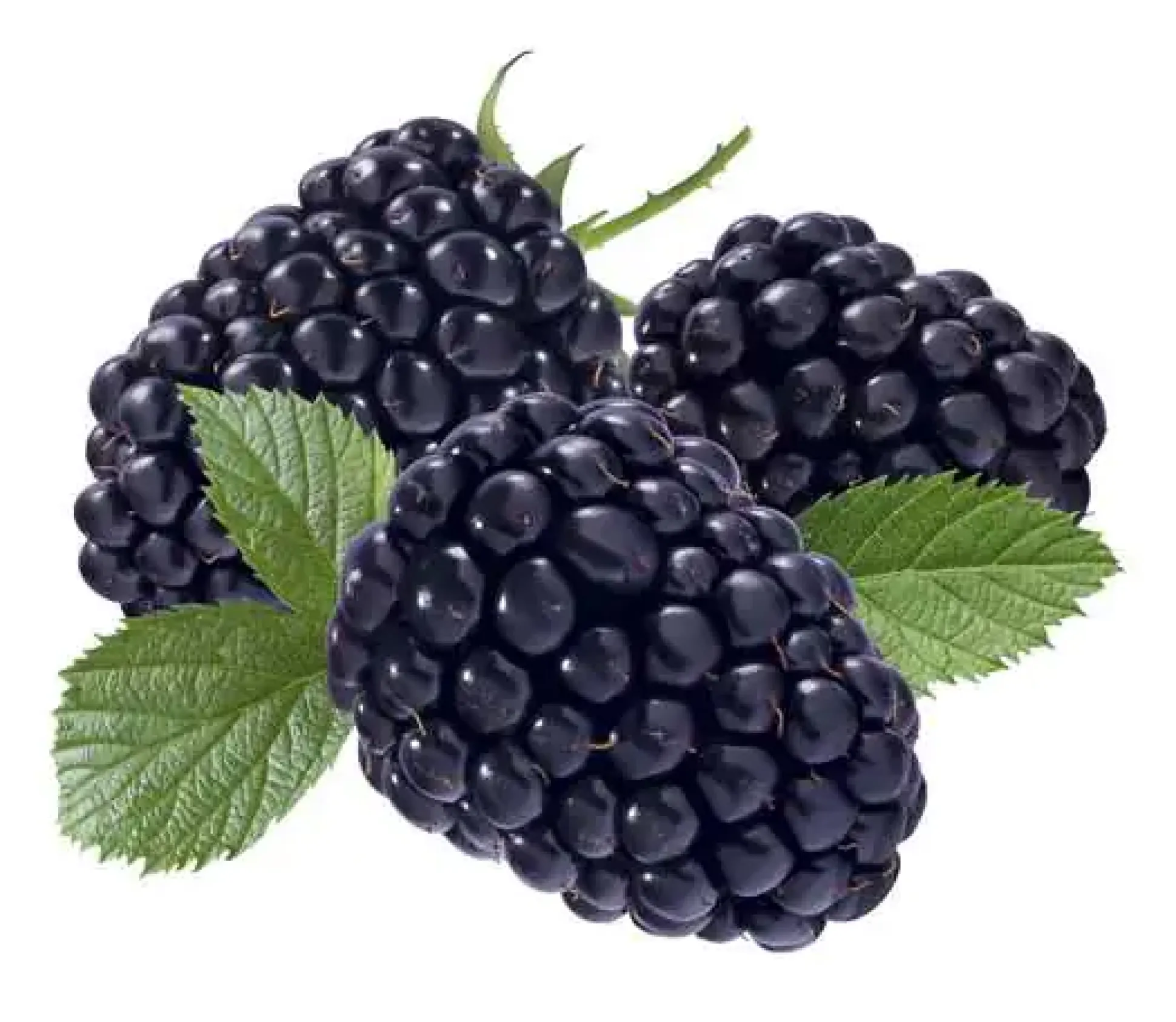 Beerenobst Brombeere 3 Liter Container