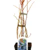 Beerenobst Heidelbeere 3 L Container