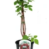 Beerenobst Himbeerpflanze 3 L Container