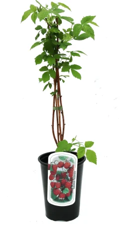 Beerenobst Himbeerpflanze 3 L Container