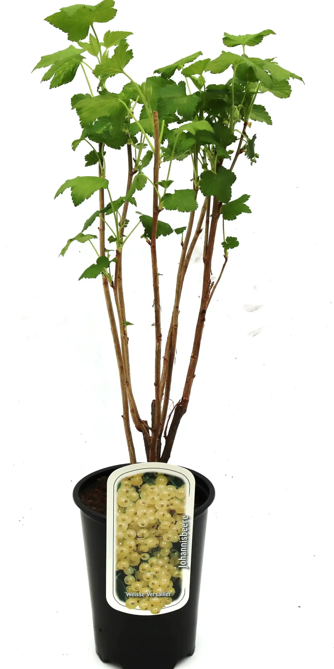 Beerenobst Johannisbeere 3 L Container