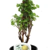 Beerenobst Stachelbeere 3 L Container